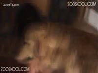 The hardcore collision by dog